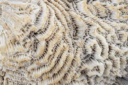 View of white coral, use as background.