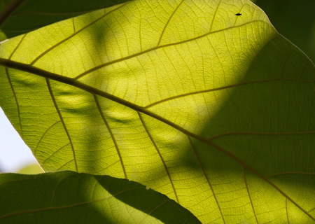 View of green leaf use as background.
