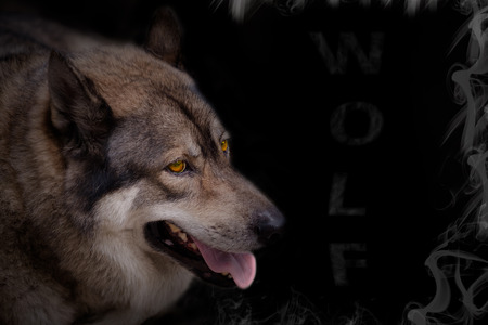 Portrait of wolf on black background. Digital retouch.の写真素材