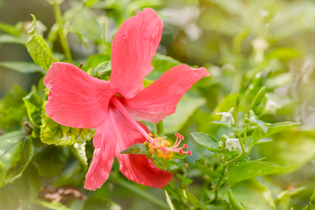 View of hibiscus flower in the garden. Soft focus.の写真素材