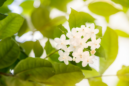 View of white orange jasmine in the garden. Soft focus.の写真素材