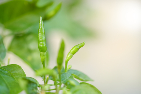 View of chili tree in the garden. Soft focus.の写真素材