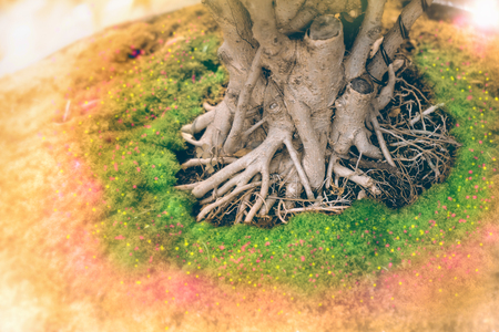 View of bonsai root in the garden. Gardening decoration. Soft focus.の写真素材