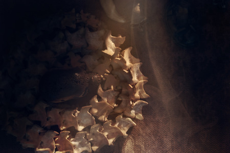 Skull and necklace of snake backbone on old and dirty canvas under candlelight. Dark tone.の写真素材