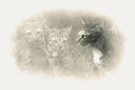 Blur of cats on street fade on white background.
