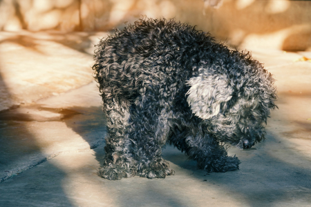 View of dog excrement, soft focus.の写真素材