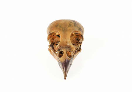 Sparrow skull head on white background.の写真素材