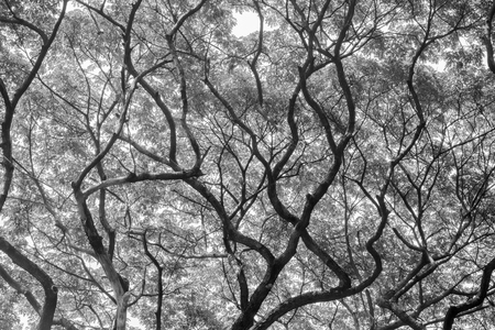 View of branch of high tree. Black and white tone.の写真素材