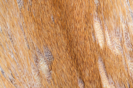 Abstract texture background of fur of deer.の写真素材