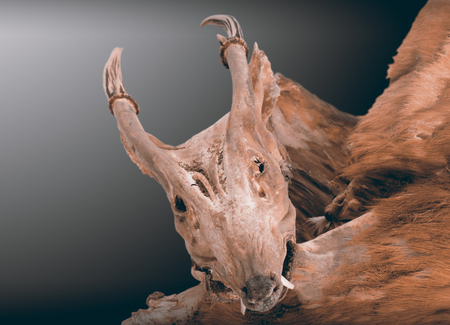 View of deer skull on gray background.の写真素材