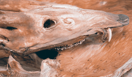Closeup of deer skull.の写真素材