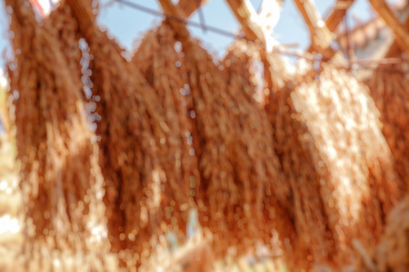 Abstract blur background of rice spike.