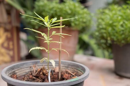 Marijuana tree in the garden. Soft focus.の写真素材