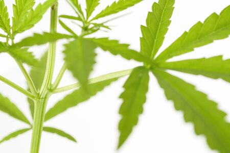 View of marijuana leaf on white background. Soft focus.の写真素材