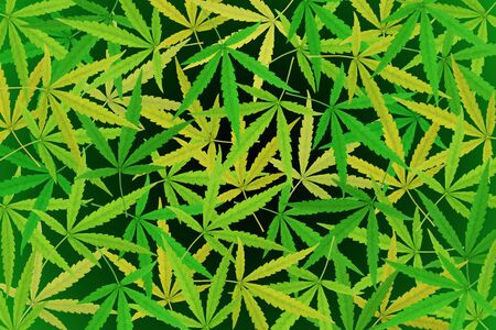 View of marijuana leaf on black background.の写真素材