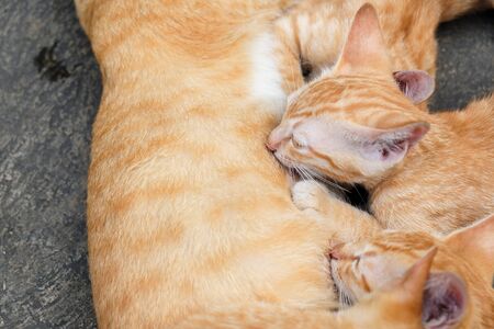 View of kitten sucking milk from its mother on the ground. Soft focus. Movement.の写真素材