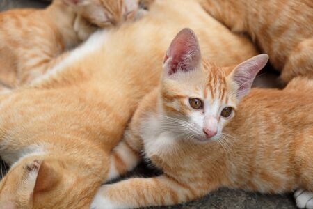 View of kitten relax on the ground. Soft focus. Movement.の写真素材