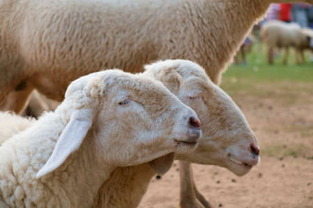 Portrait of sheep in farm.の写真素材