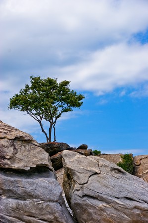 Lonely tree の写真素材