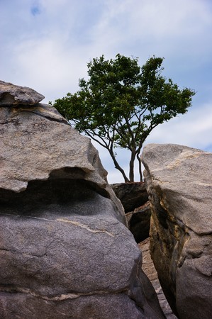 Lonely tree の写真素材