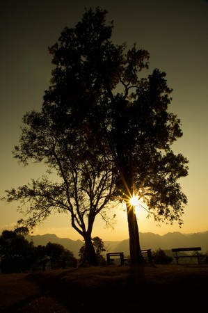 silhouette of the tree at the background of sunrise の写真素材