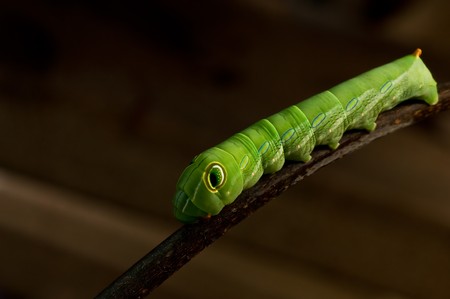 Green caterpillarの写真素材
