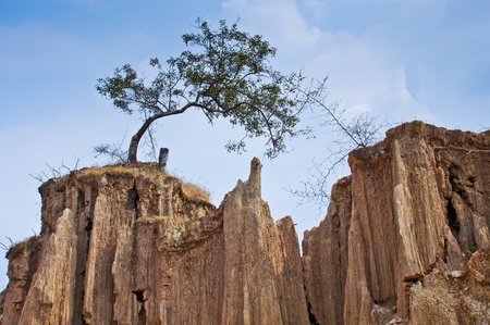 Lonely  treeの写真素材