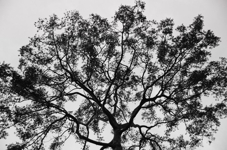 Tree isolated on  white backgroundの写真素材