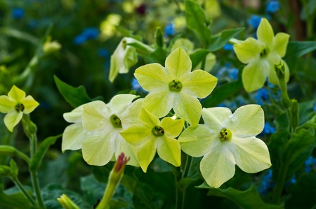 Yellow flowersの写真素材