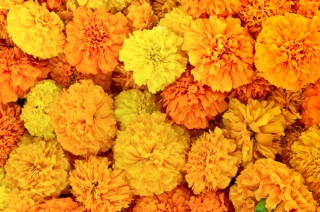 beautiful yellow marigold petals closeup の写真素材