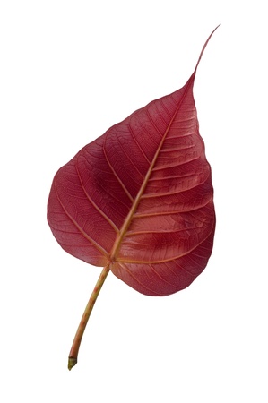 Red leaf on white backgroundの写真素材
