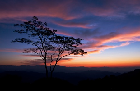 A lonely tree silhouette against a dramatic cloudy skyの写真素材