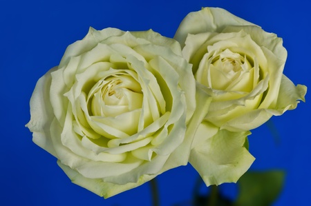  roses on blue backgroundの写真素材