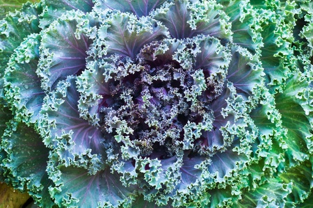 vegetable  blossomの写真素材