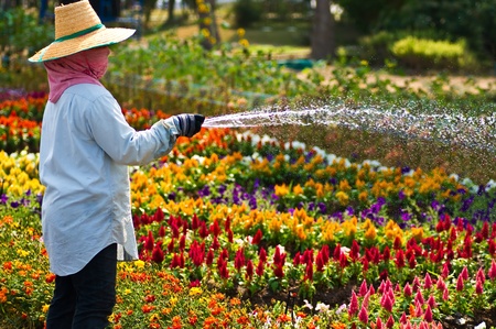 A gardener waters the flowers の写真素材