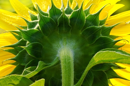  Sunflower petals closeup の写真素材