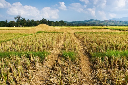 rice field after harvested の写真素材