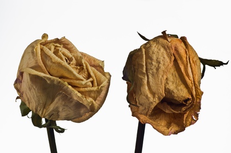 Dried rose on white backgroundの写真素材