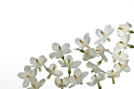 white flower on white background.の写真素材