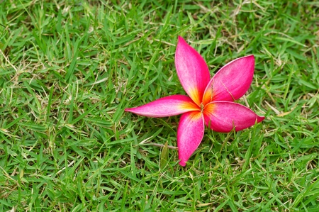 Plumeria flower.の写真素材