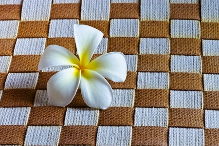  White Plumeria flower.の写真素材