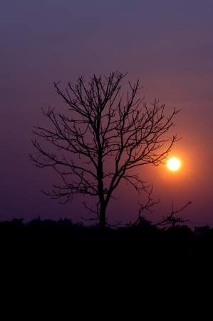 Silhouette of a leafless treeの写真素材