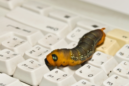 caterpillar over a computer keyboard  の写真素材