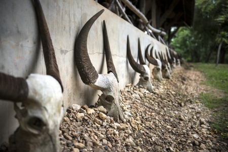 Buffalo skulls  lying on the groundの写真素材