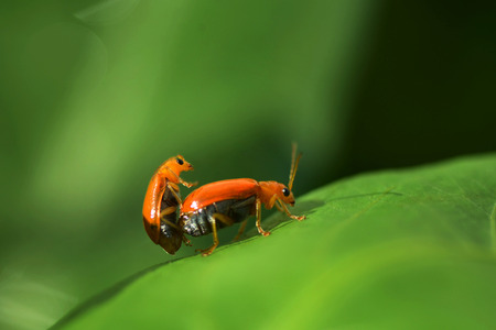 Two ladybug are mating on a green leaf.の写真素材