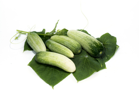 Fresh small cucumber with leaves.の写真素材