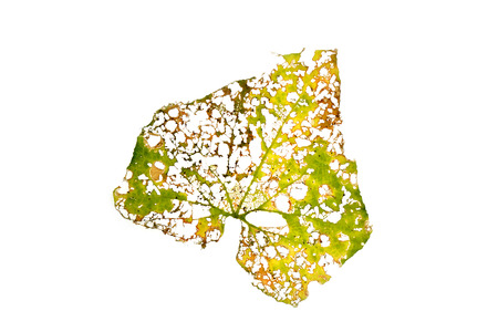 abstract of damage leaf with holes isolated on whiteの写真素材