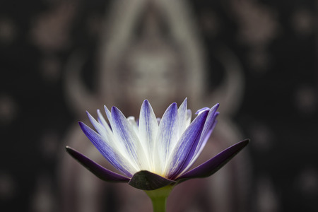 water lily flower blooming with beautiful backgroundの写真素材