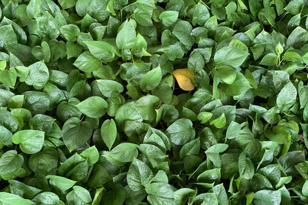 Green leaves texture backgroundの写真素材