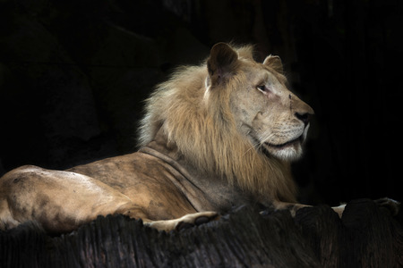Portrait of a Beautiful lion on black background.の写真素材